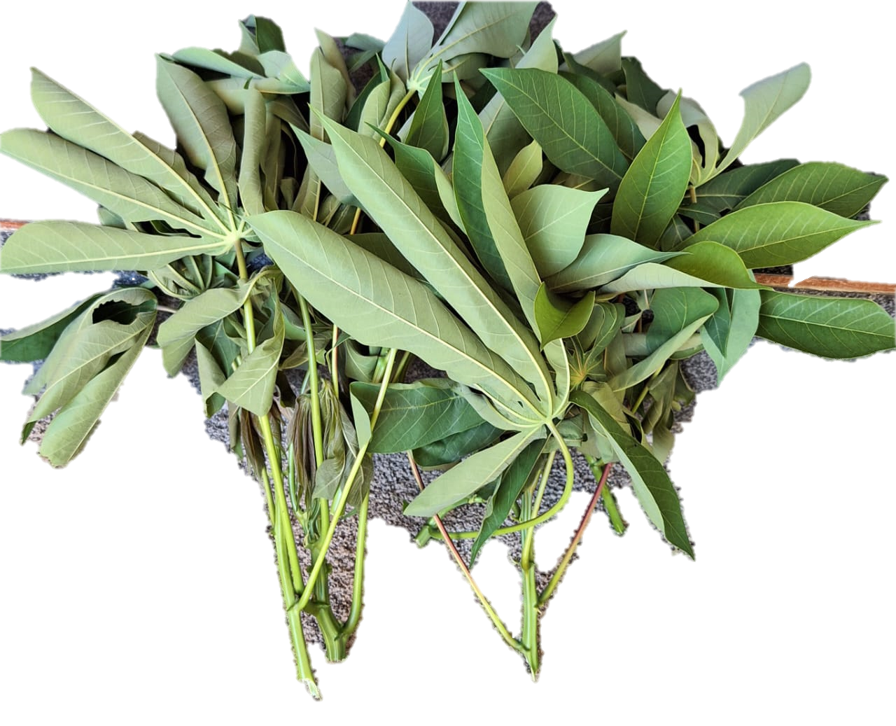 Cassava Leaves